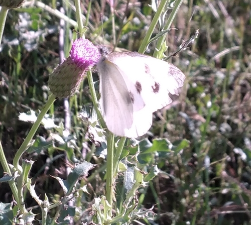 Indian Cabbage White
