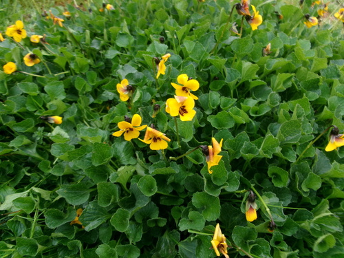 iNaturalist observation photo of California Golden Violet