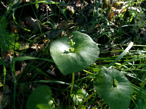iNaturalist observation photo of miner's lettuce