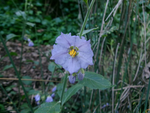iNaturalist observation photo of bluewitch nightshade