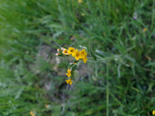 iNaturalist observation photo of Common Fiddleneck