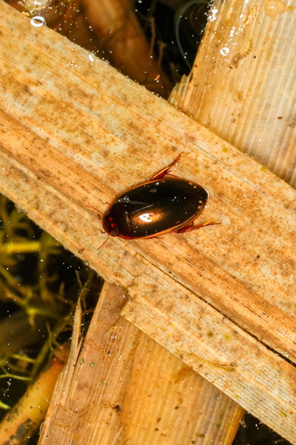 Ilybius apicalis