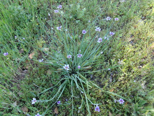 iNaturalist observation photo of western blue-eyed grass