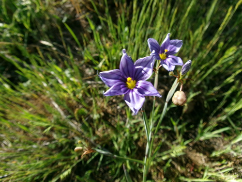iNaturalist observation photo of western blue-eyed grass