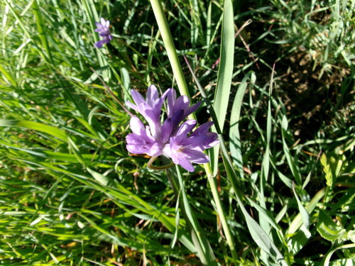 iNaturalist observation photo of blue dicks