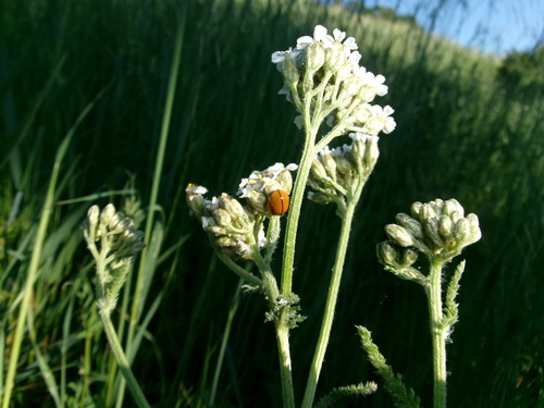 iNaturalist observation photo of Coccinella