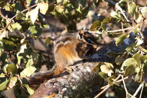 Merriam's Chipmunk observed by rauko_dagnir