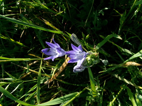 iNaturalist observation photo of Ithuriel's Spear