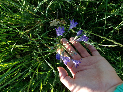 iNaturalist observation photo of Ithuriel's Spear