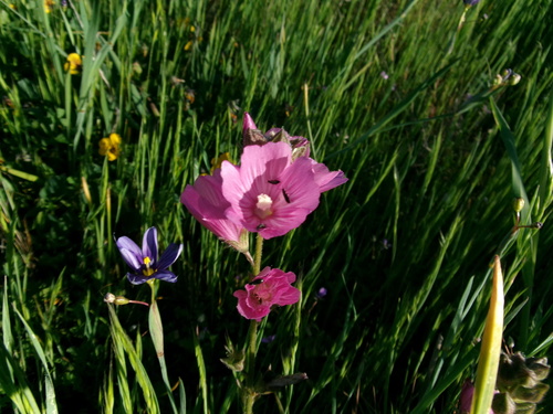 iNaturalist observation photo of checkerbloom