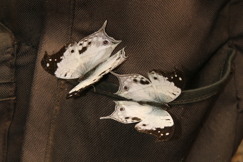 Madagascan Mother-of-pearl