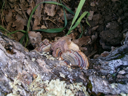 iNaturalist observation photo of turkey-tail