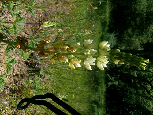 iNaturalist observation photo of chick lupine