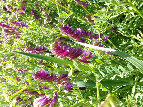 iNaturalist observation photo of Vetches