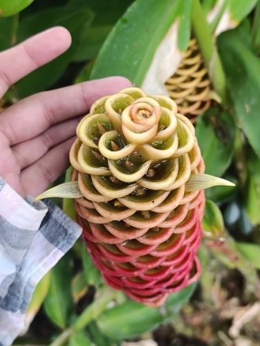 beehive ginger