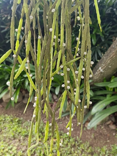 Rhipsalis micrantha