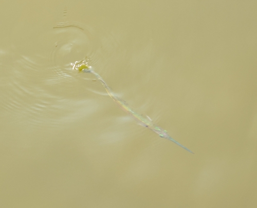 Spottail Needlefish