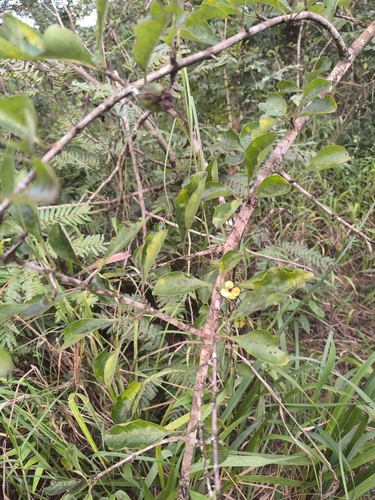 sand thicket-thorn