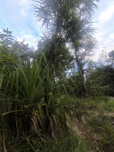 Pandanus livingstonianus