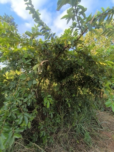 tasselberry