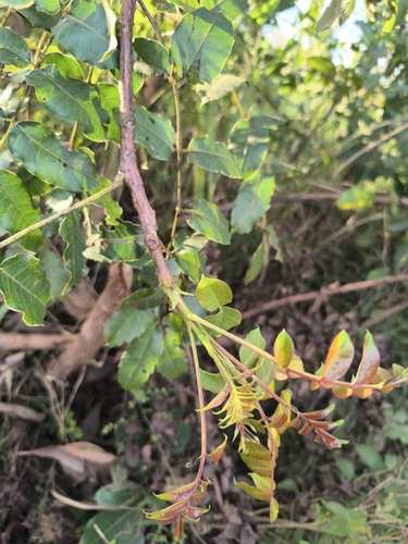 marula