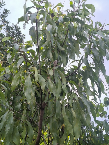 Willow beechwood
