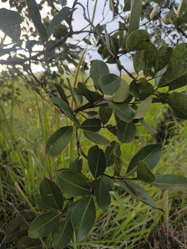Water Pear