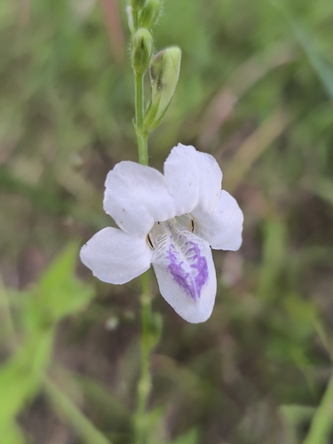 African Coromandel