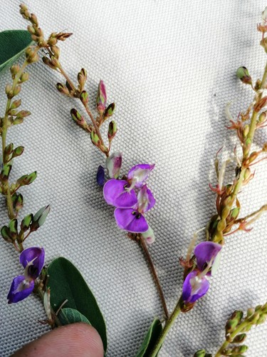 Desmodium cinereum