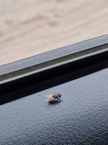 Common House Fly