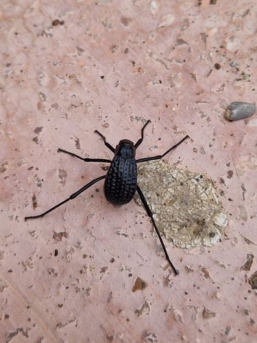 Pitted Beetle