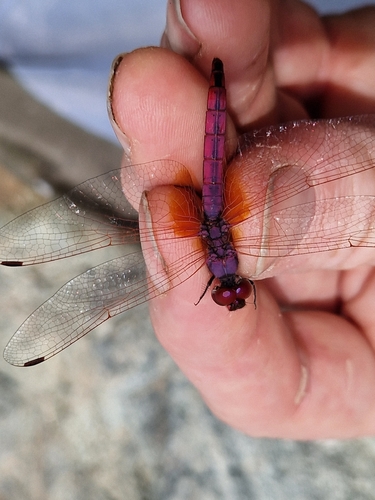 Violet Dropwing
