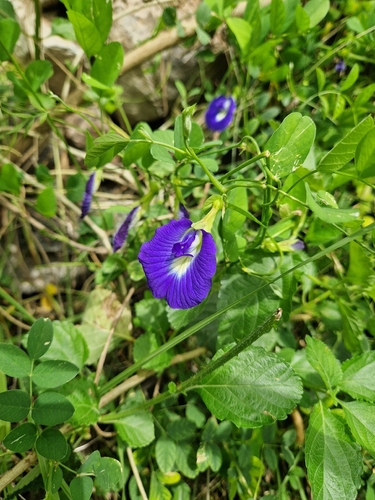 Blue Pea
