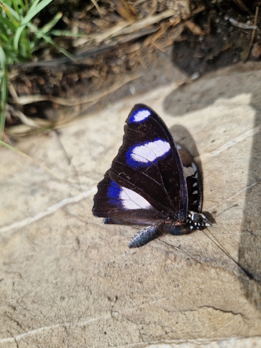 Danaid Eggfly