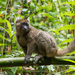Greater Bamboo Lemur - Photo (c) Max Omick, all rights reserved, uploaded by Max Omick