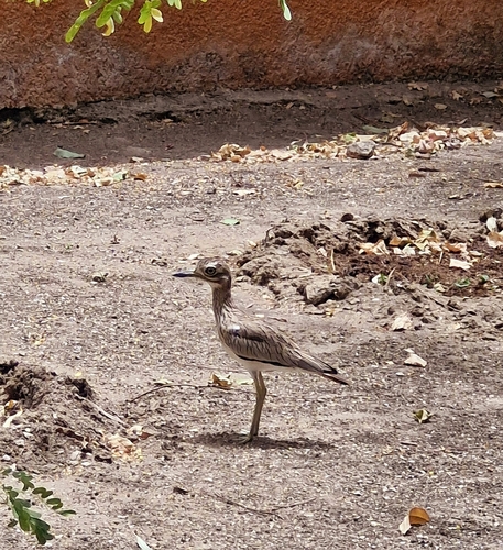 Senegal Thick-knee