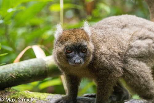 Greater Bamboo Lemur
