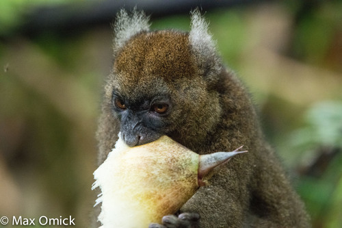 Greater Bamboo Lemur