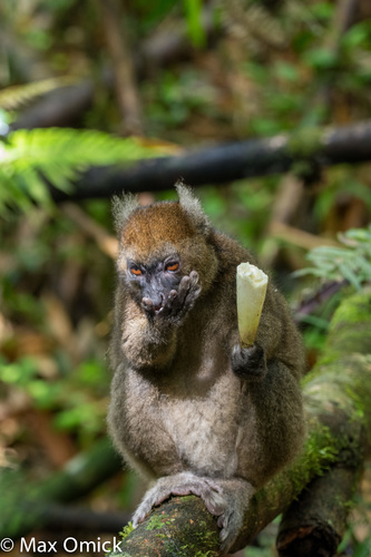 Greater Bamboo Lemur