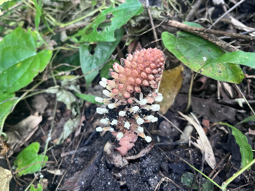 fungus root