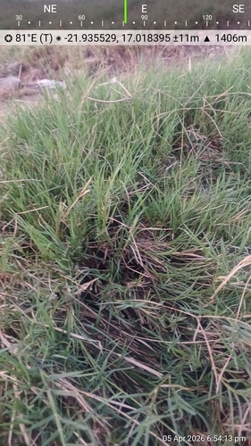 Bermuda grass