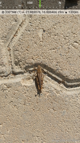 Catantops melanostictus