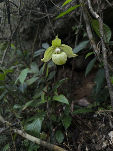 Jackii Slipper Orchid