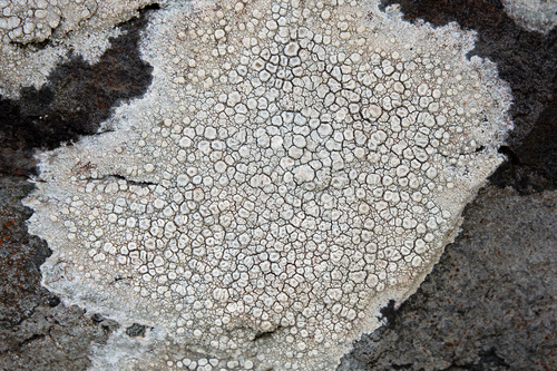Crawfish Lichen