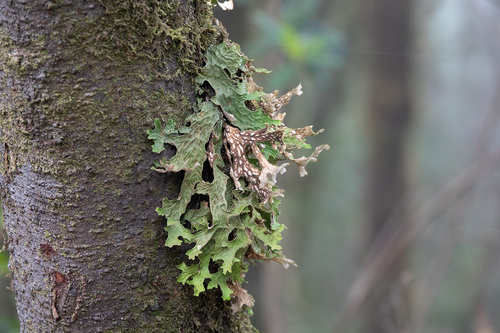 Lobaria pulmonaria