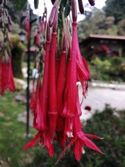 Image of Fuchsia boliviana