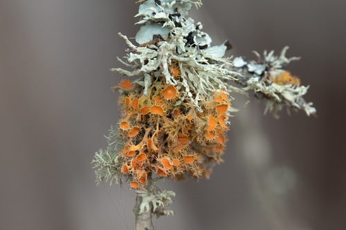 Teloschistes chrysophthalmus