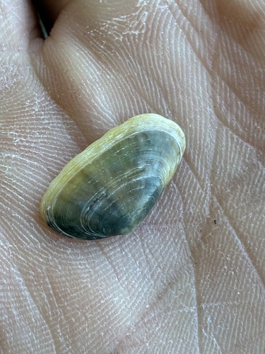 Donacilla cornea