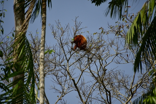 Guianan Red Howler Monkey