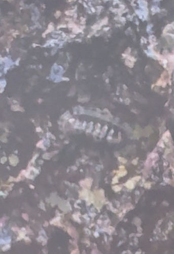 Marbled Chiton